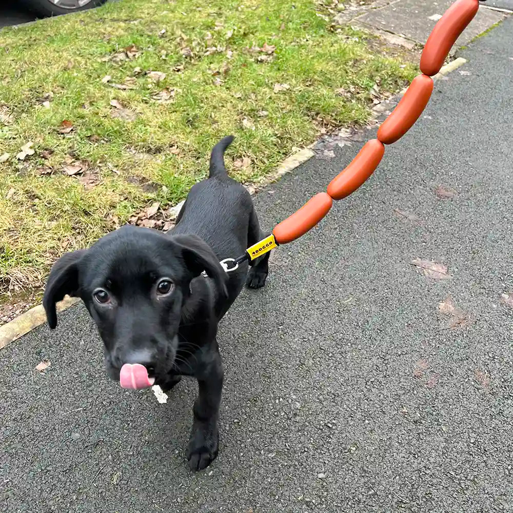 Baby Labrador is walking in our 4doggo hotdog leash