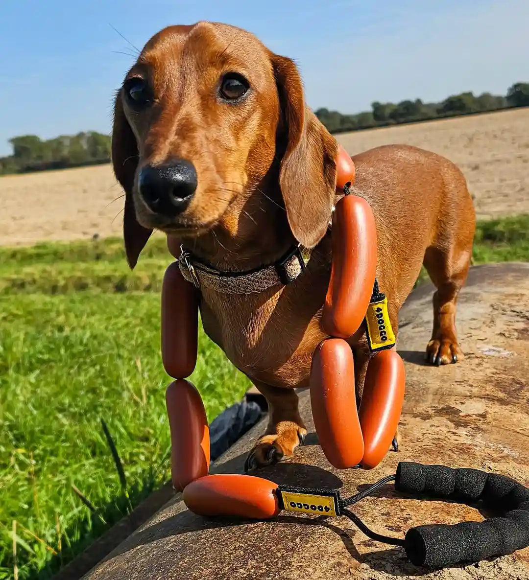 A sausage dog using our Hotdog Sausage Dog Lead