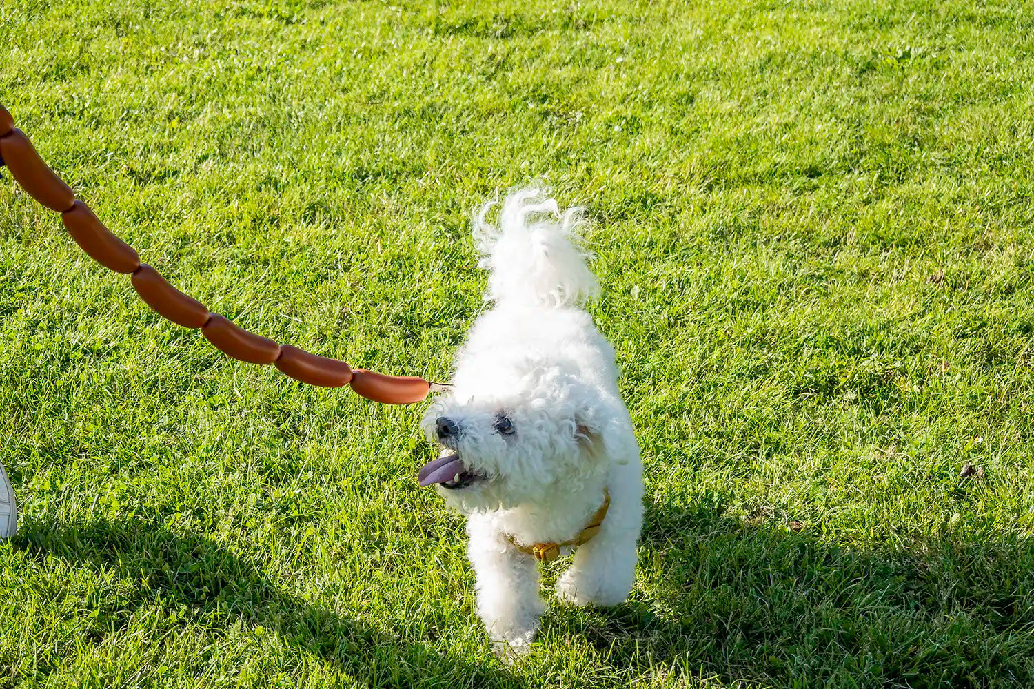 Snowy is 4Doggo's brand ambassador