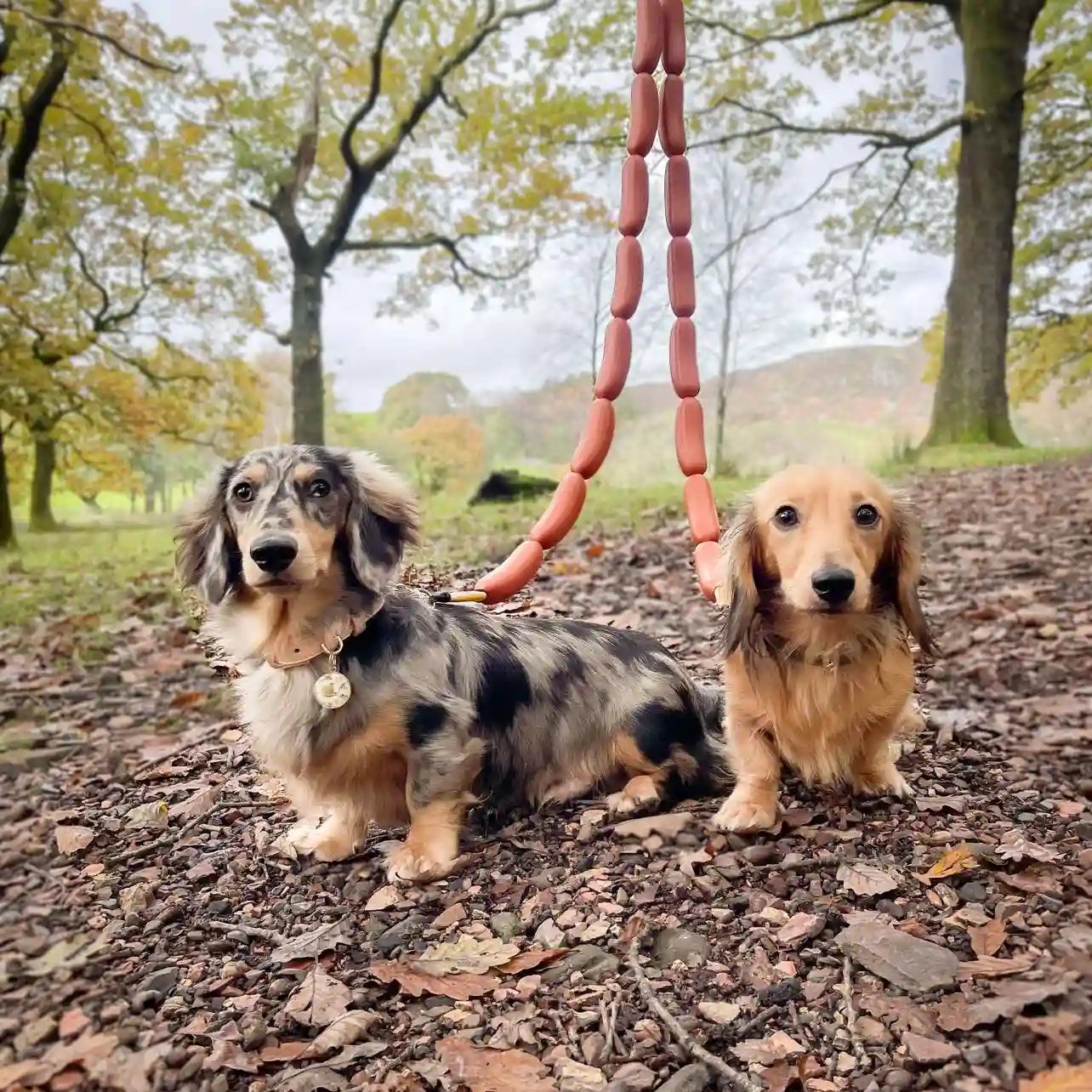 Baby twin dogs love our hotdog leads