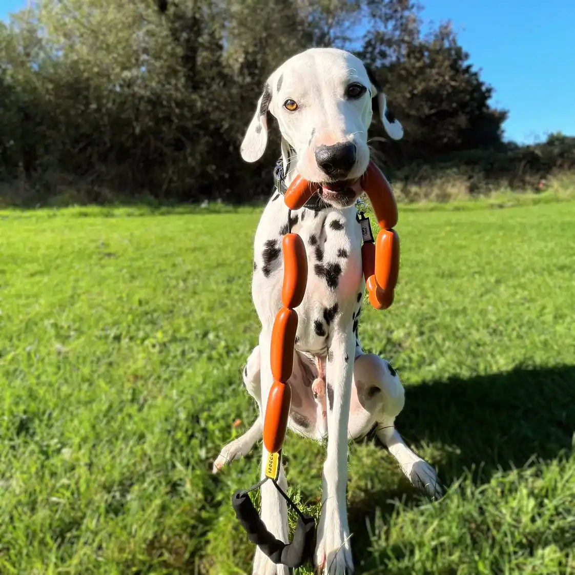 Love how this Dalmatian dog is holding our 4Doggo sausage leash in his mouth!