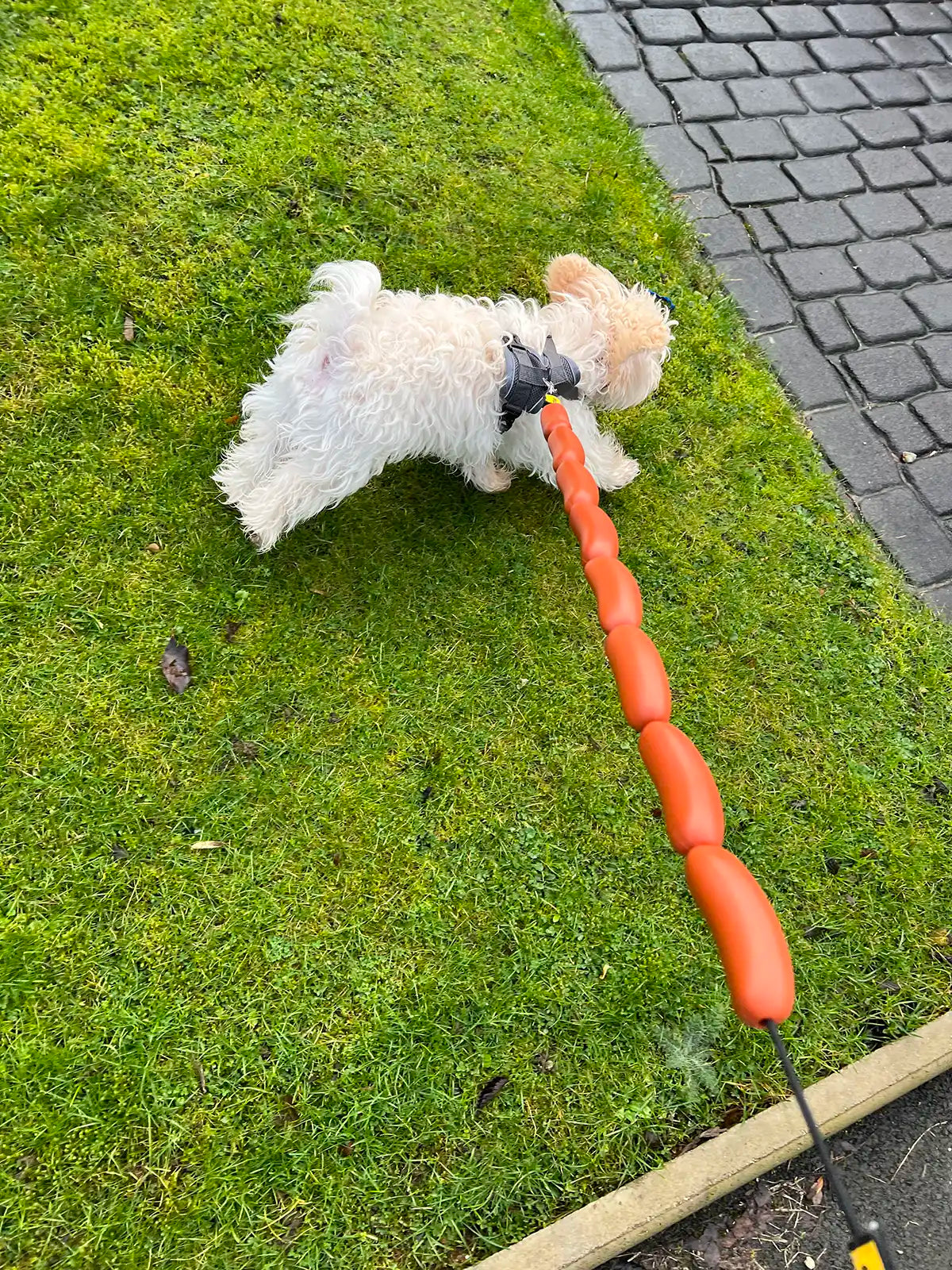 Dogs love playing in our sausage lead!