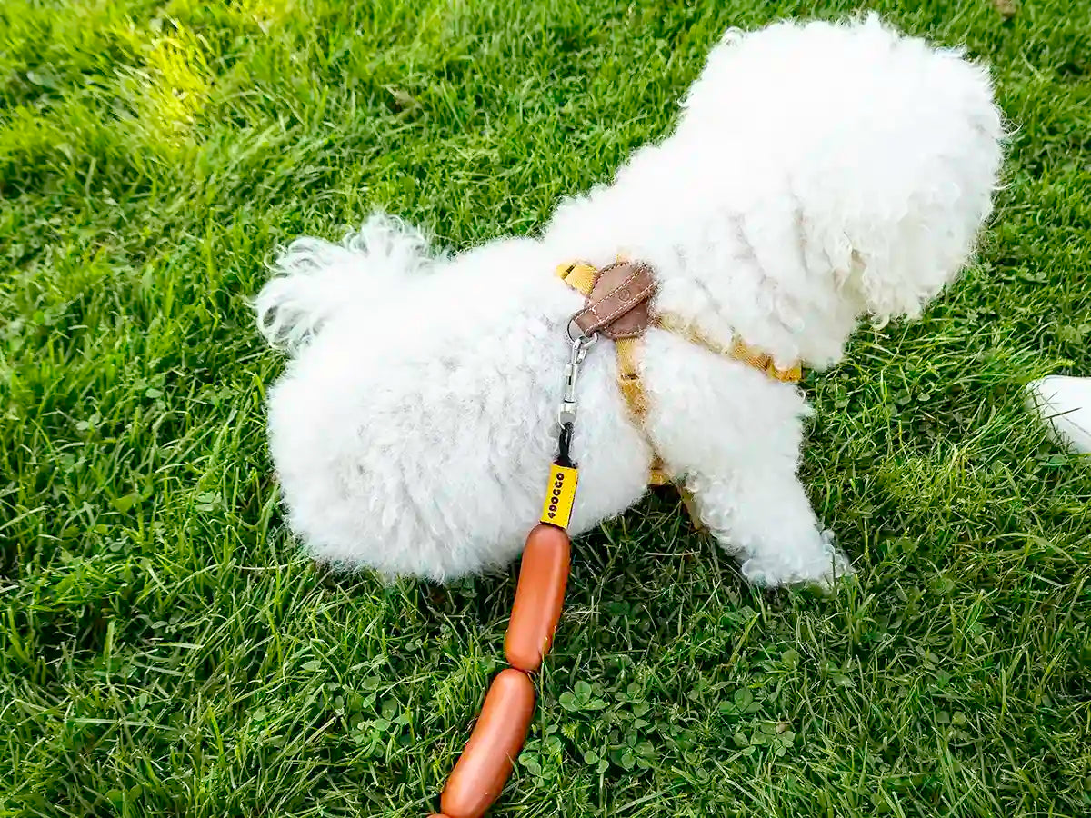 Snowy is the very first user of our hotdog sausage leash