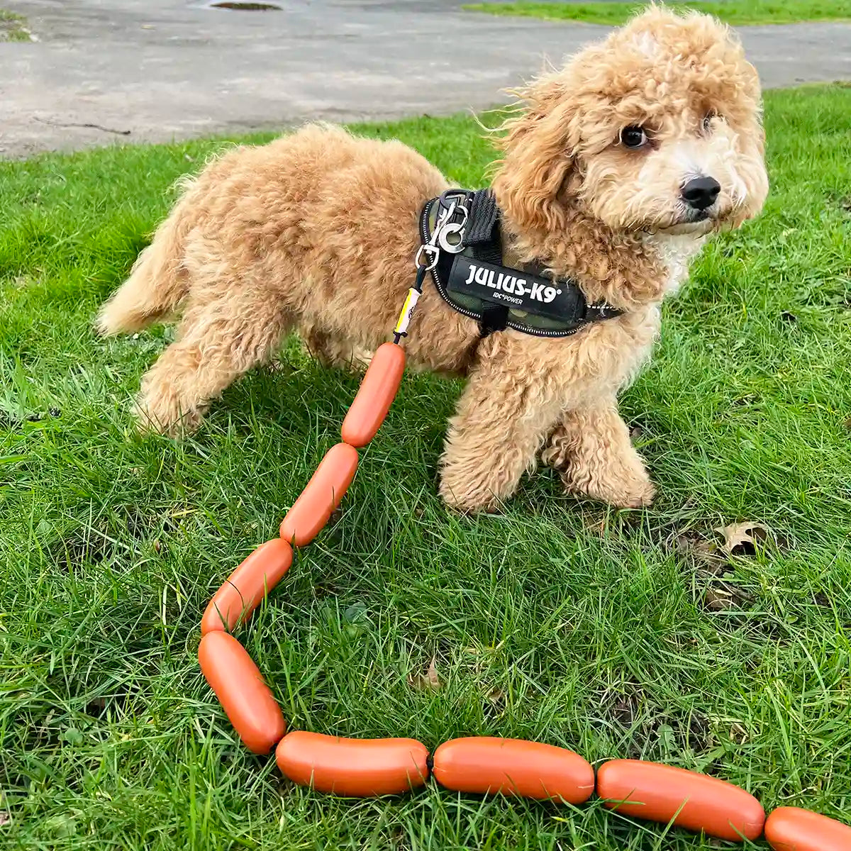 Teddy loves showing off his new gear - the hotdog sausage dog leash by 4doggo