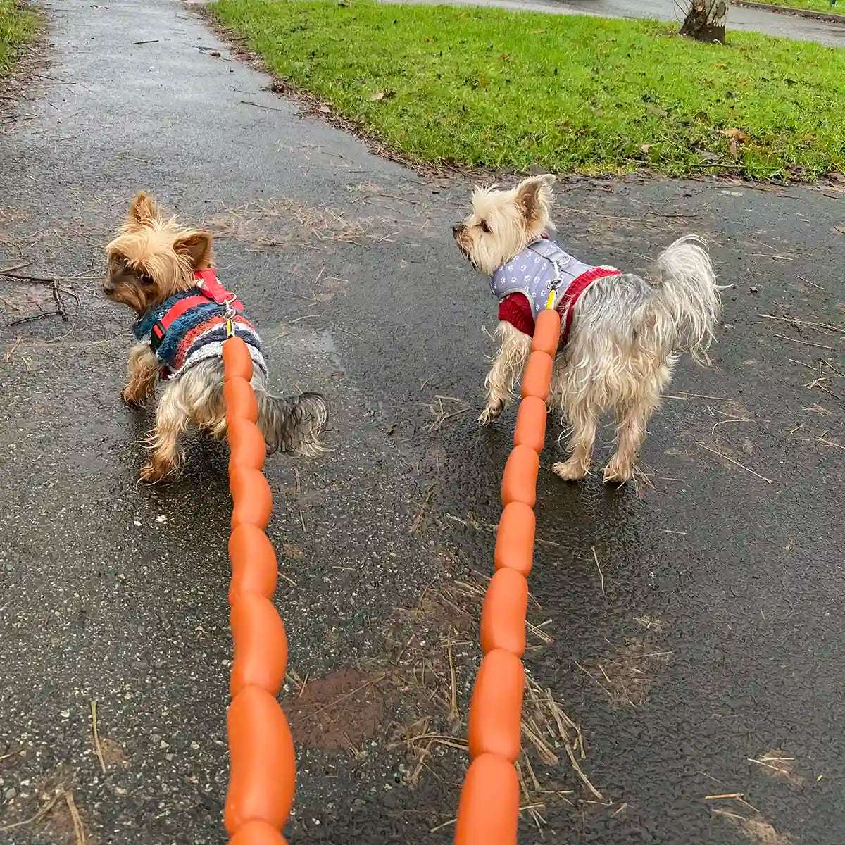 Small dogs like these Yorkshire Terrier looks fashionable in our 4Doggo hotdog sausage leads